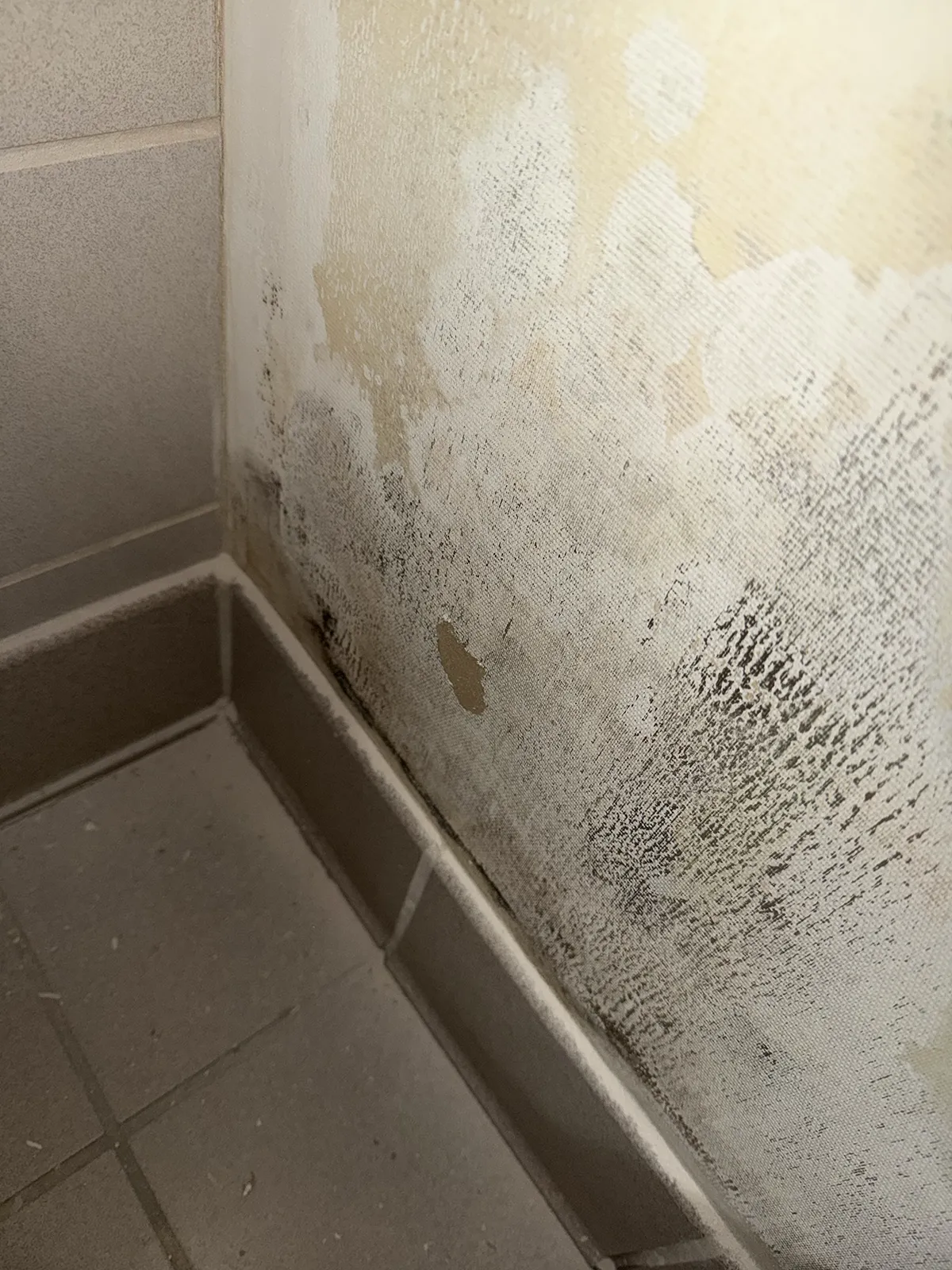 Moisture mapping after water damage to prevent mold growth