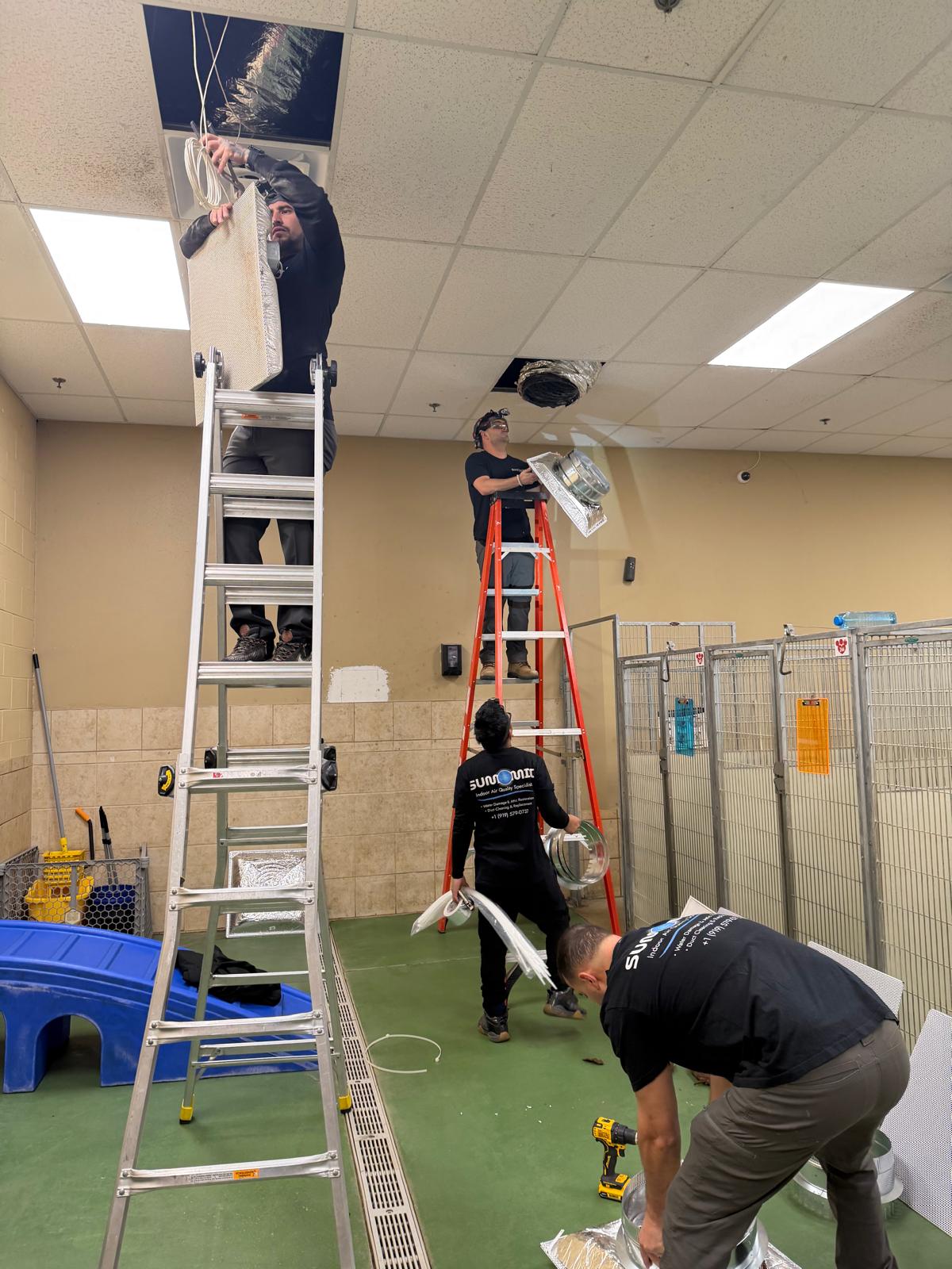 Professional mold removal in Raleigh